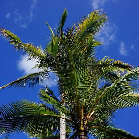 Palmeras * La Manga del Mar Menor