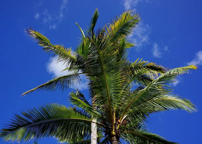 Palmeras * La Manga del Mar Menor